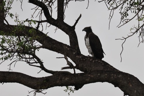 Martial Eagle