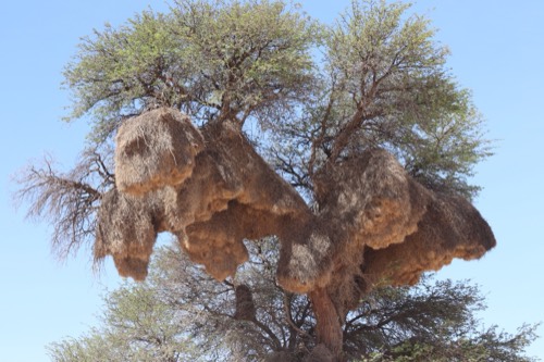 Massive Social Weaver Nest