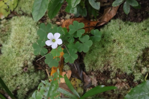 Microlandscape