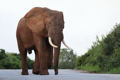 Mighty Elephant in the Road
