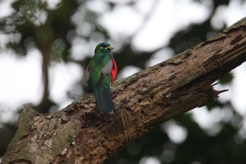 Narina Trogon