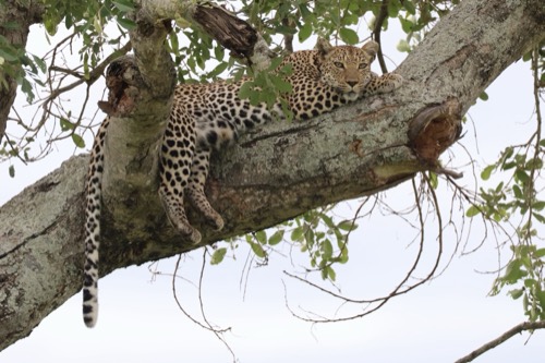 Ngotso River Female Leopard
