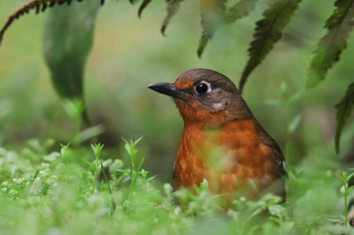 Orange Ground-Thrush