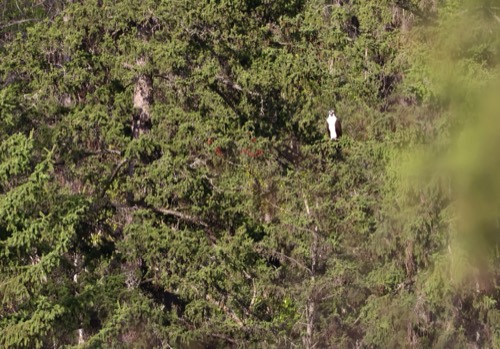 Osprey