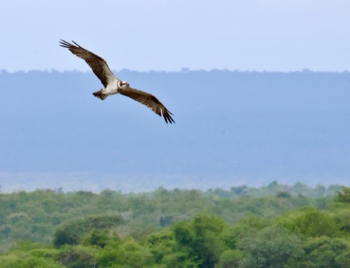 Osprey