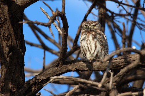 Pearl-spotted Owlet