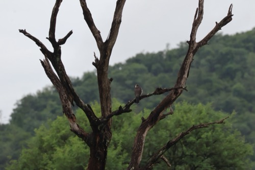 Peregrine Falcon
