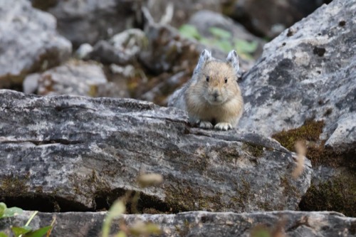 Pika aka Pikachu