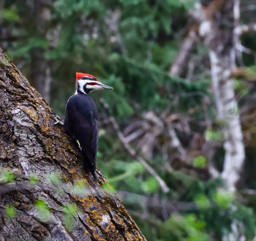 Pileated Woodpecker