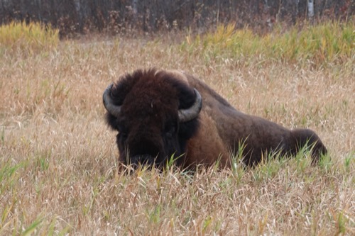 Plains Bison