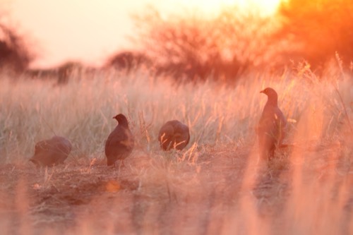 Red-billed Spurfowl Sunrise