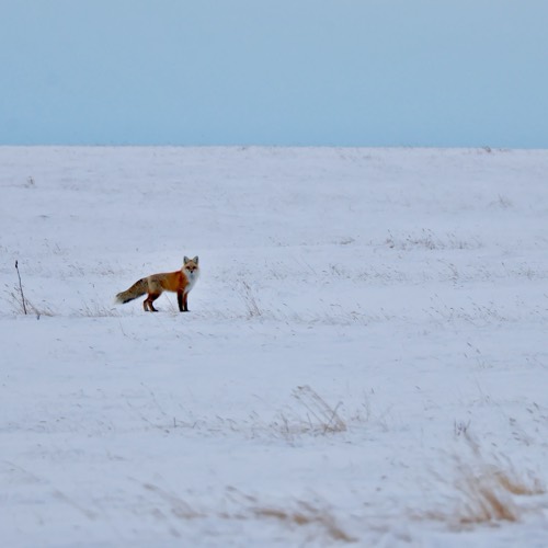 Red Fox Glare