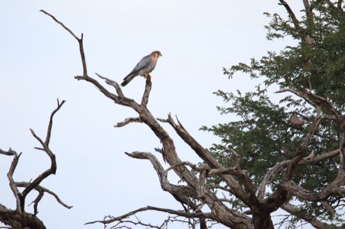 Red-necked Falcon in the Kalahari