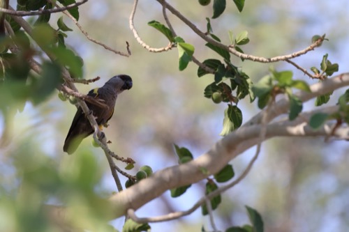 Ruppel's Parrot in a Fig Tree