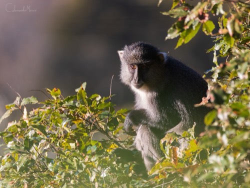 Samango Monkey in the Amatole Mountains