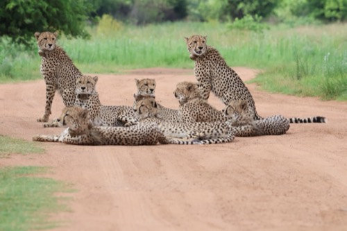 Seven Cheetah Scanning