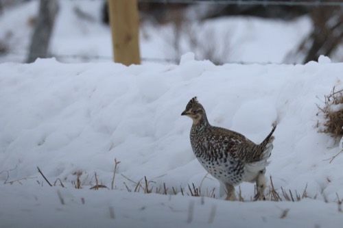 Sharp-tailed Grouse