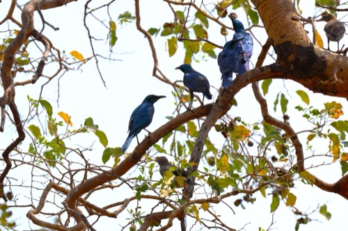 Sharp-tailed Starling