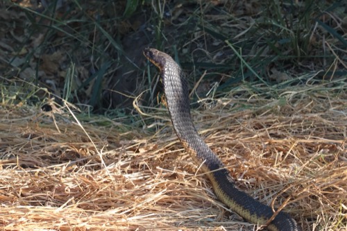 Snouted Cobra