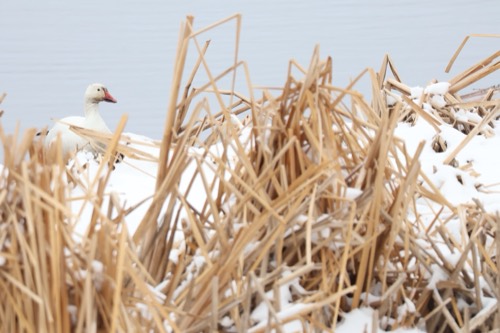Snow Goose Camoflage
