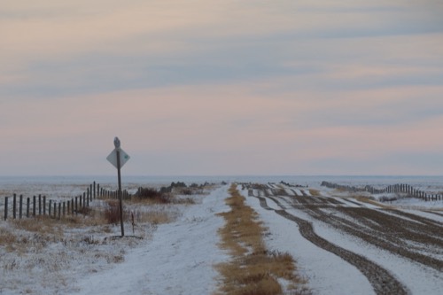 Snowy Owl on an endless road