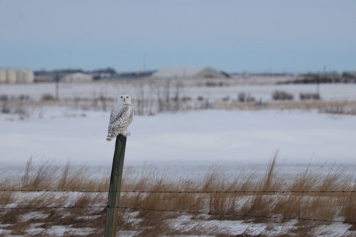 Snowy Owl perched