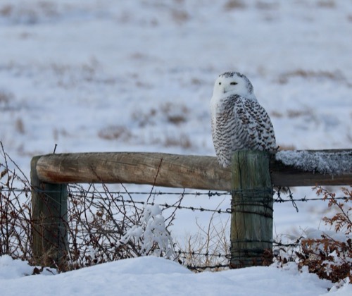 Snowy Owl