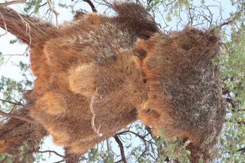 Social Weaver Nest