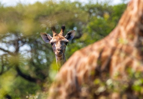 Southern Giraffe Peaking