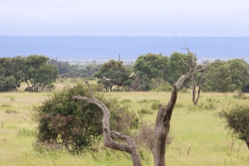 Southern Ground Hornbill Taking Off