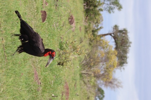 Southern Ground Hornbill