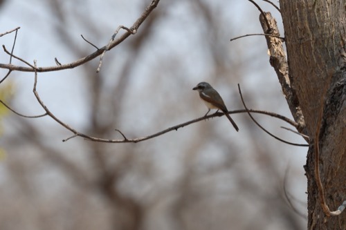 Souza's Shrike