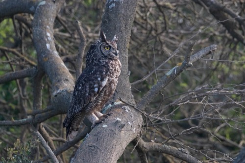 Spotted Eagle-Owl