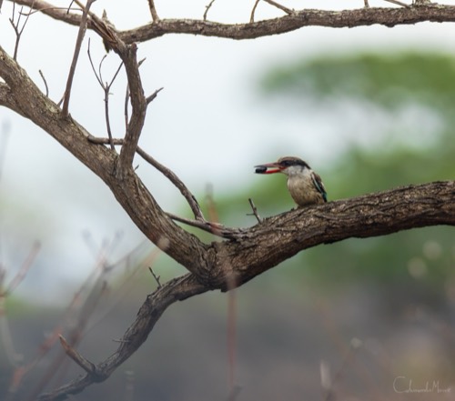 Striped Kingfisher