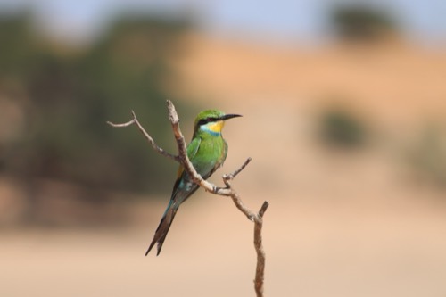 Swallow-tailed Bee-eater