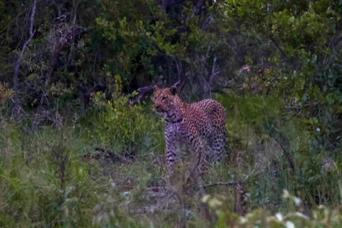 Tamboti Tented Camp Leopard