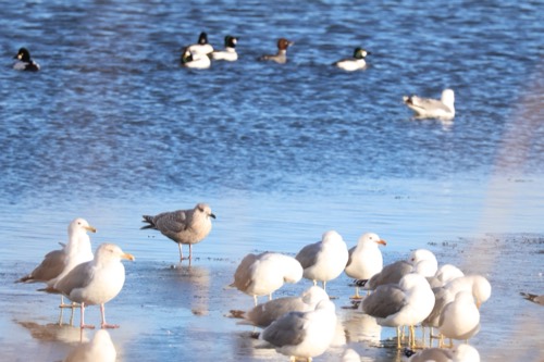 Thayers, Ring-billed, California, and American Herring Gulls