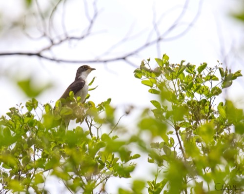 Thick-billed Cuckoo