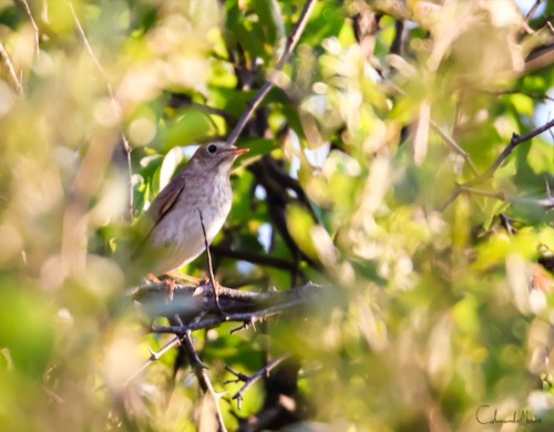 Thrush Nightingale
