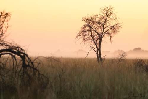 Tree in the floodplain, Zaag [f-6.3, 1-100s, 205mm, ISO2000]