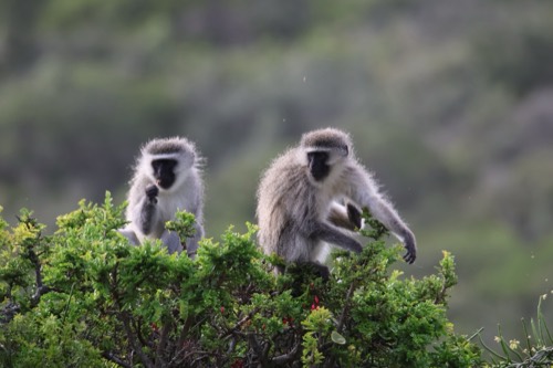 Vervet Monkeys