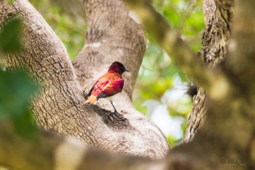 Violet-backed Starling