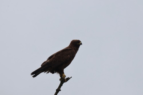 Wahlbergs Eagle