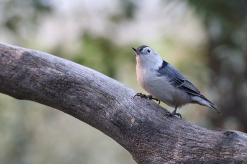White-breasted Nuthatch