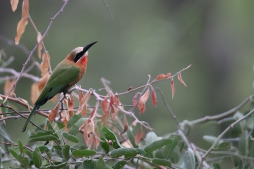 White-fronted Bee-eater in a Compond Colour Codex
