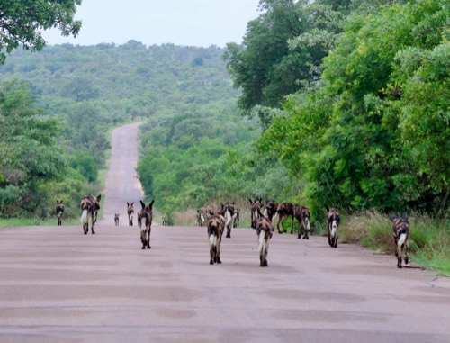 Wild Dog Pack