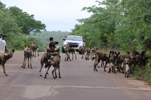 Wild Dogs Playing in the Road