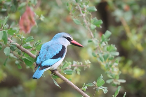 Woodland Kingfisher