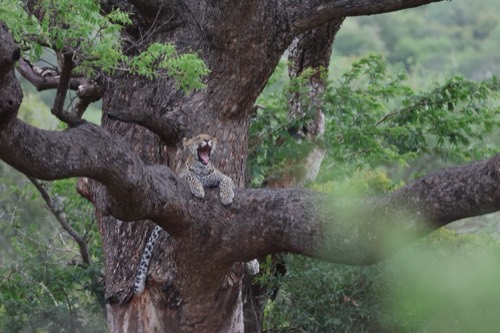 Yawning Leopard