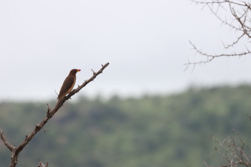Yellow-billed Oxpecker in Deep Thought